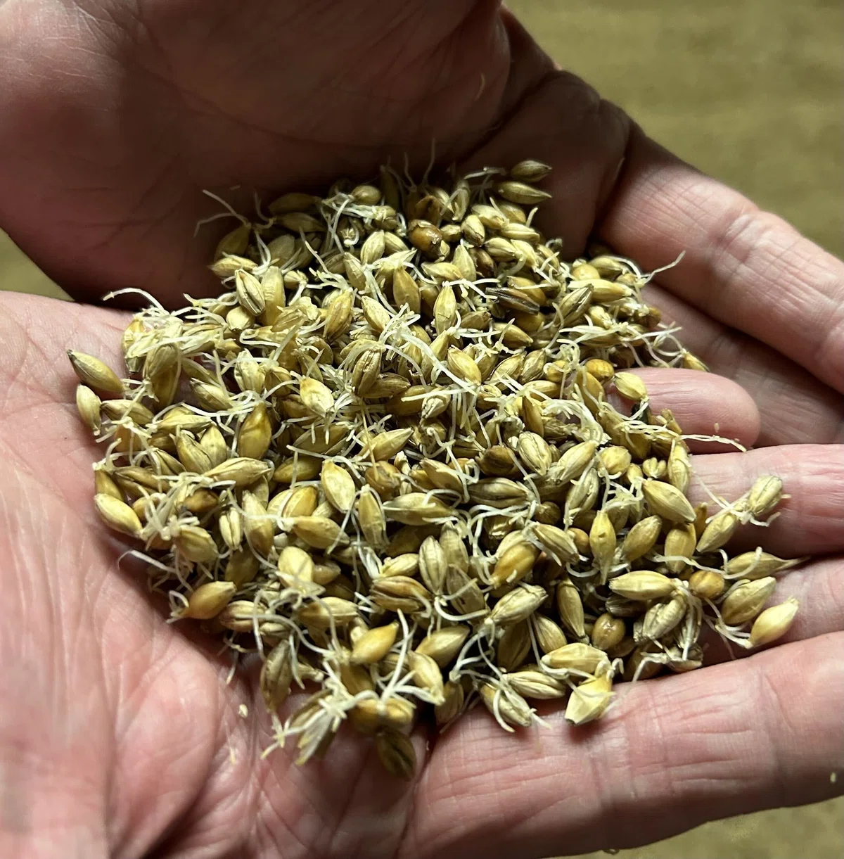 発芽した大麦麦芽