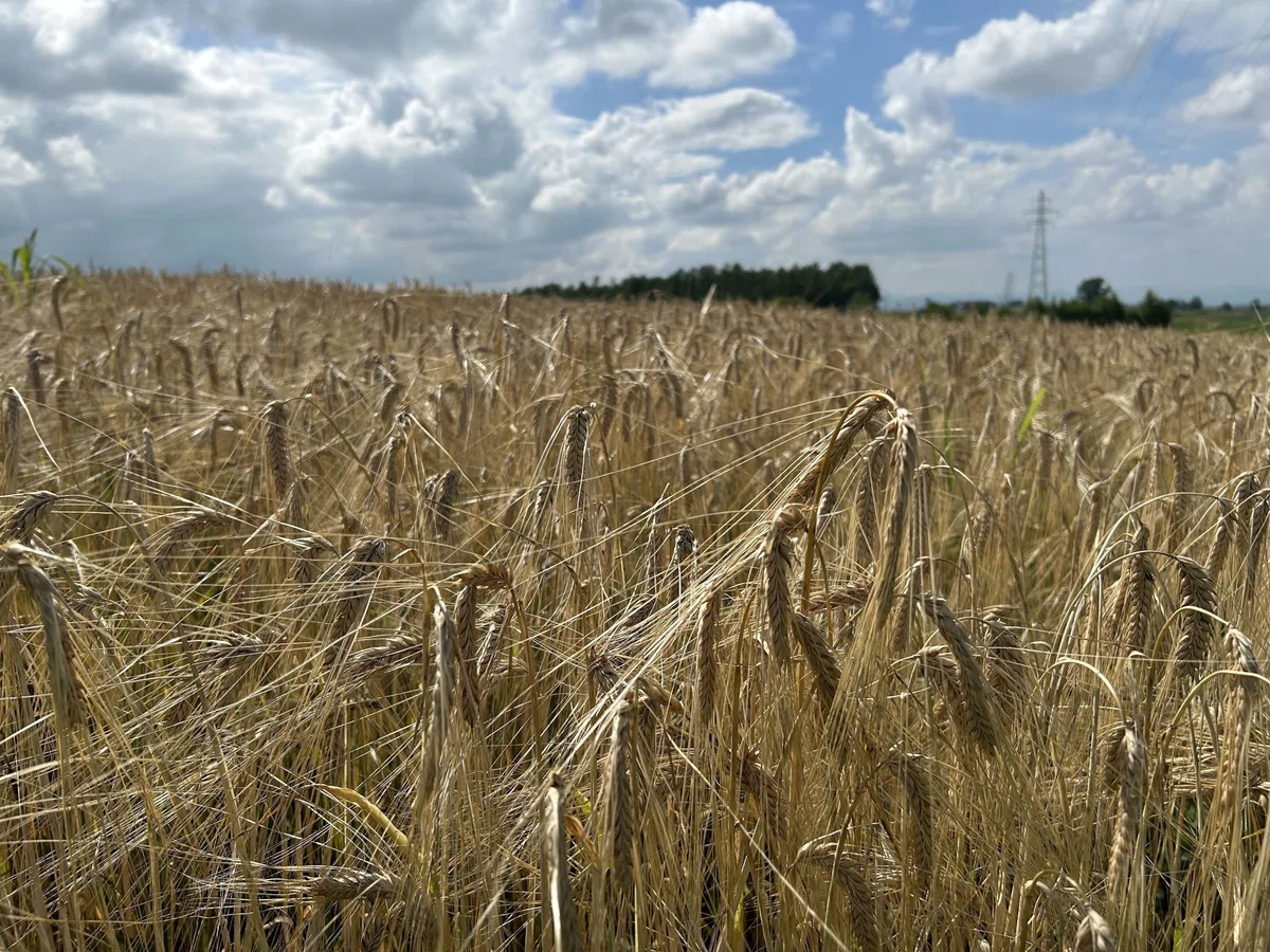 黄金色に実った大麦