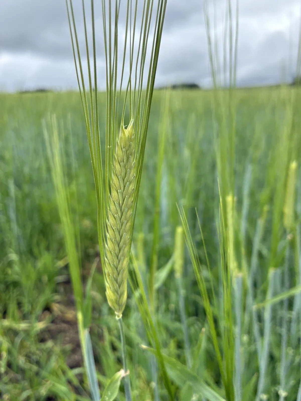成長した大麦の穂