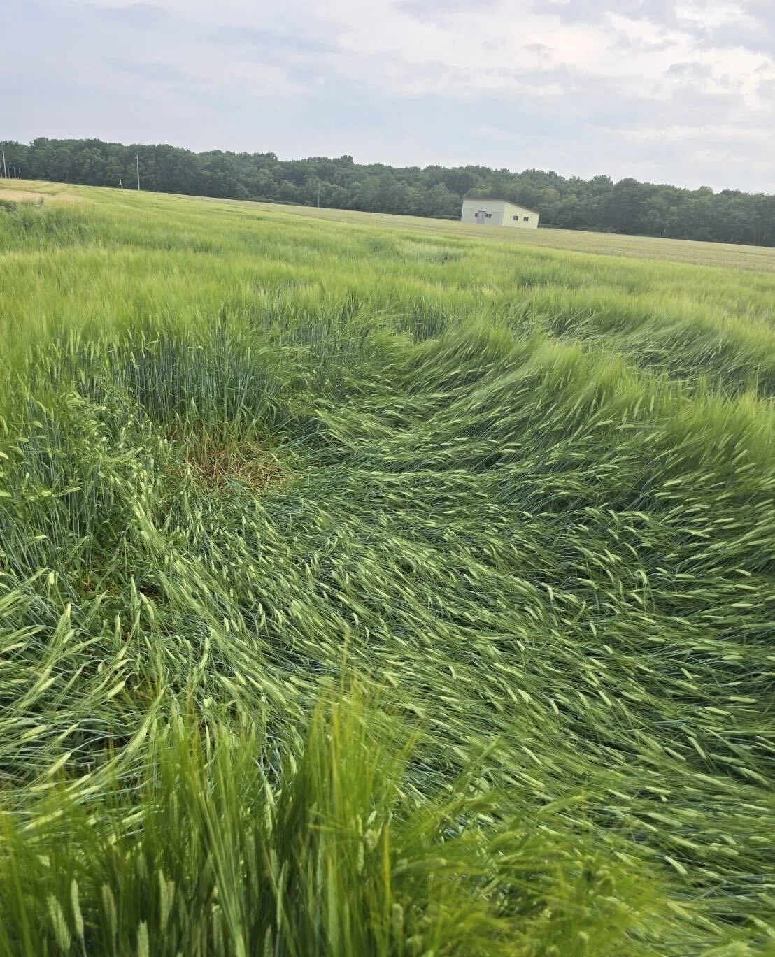 雨風で倒れた大麦