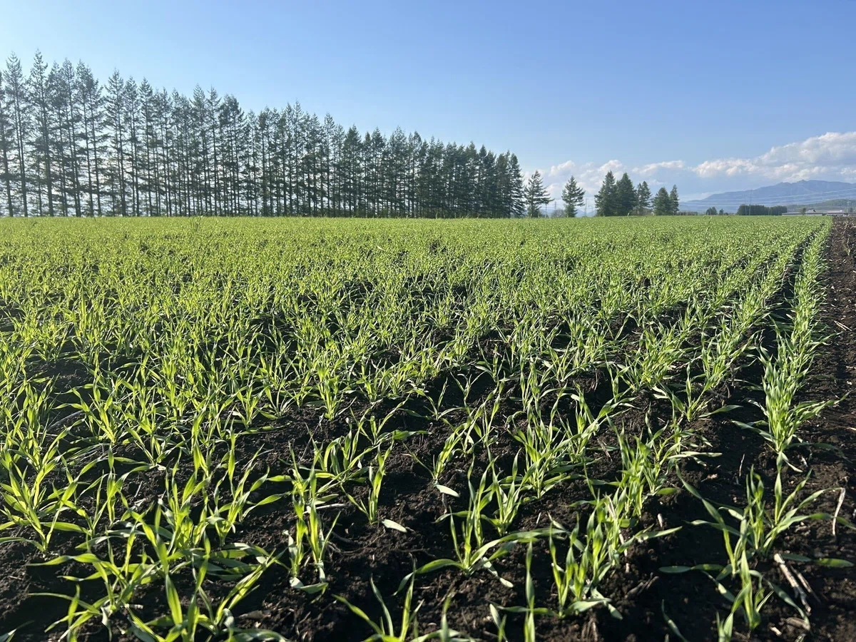 芽が出た大麦の畑